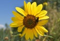 Sunflower Bee