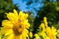 Sunflower and Bee with green tree and blue sky Royalty Free Stock Photo