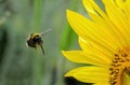 Sunflower and Bee Royalty Free Stock Photo