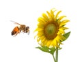 Sunflower,bee isolated on white background Royalty Free Stock Photo