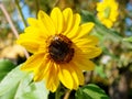 A sunflower with the bee