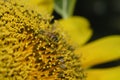 Sunflower Bee Perspective