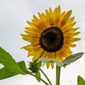 Sunflower and bee with sky background