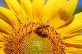 Sunflower & Bee Royalty Free Stock Photo