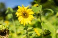 Sunflower with bee in sunflower field next to withered sunflower Royalty Free Stock Photo