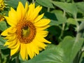 Sunflower and Bee Up Close Royalty Free Stock Photo