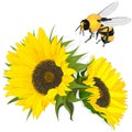 Sunflower with bee on white background. Agriculture farming plant. Vector image