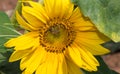 Sunflower with bee,