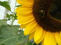 A sunflower and a bee on it.