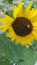 Sunflower with bee