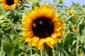 Sunflower & Bees Royalty Free Stock Photo