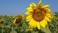 Sunflower with Bees