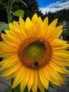 Sunflower with Bees Collecting Pollen Royalty Free Stock Photo