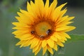 Sunflower with bees Royalty Free Stock Photo