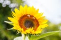 Sunflower with bees on it Royalty Free Stock Photo