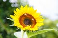 Sunflower with bees on it