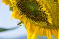 Sunflower with bees harvesting pollen