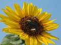 Sunflower and bees