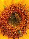 Sunflower bees nature photography pollination Royalty Free Stock Photo