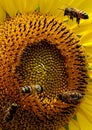Sunflower Bees summer nature art Scenic Royalty Free Stock Photo