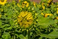 Sunflower beginning to open Royalty Free Stock Photo