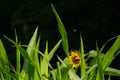 Sunflower behind big leaves of a corn field Royalty Free Stock Photo