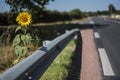 Sunflower behind a crash cushion by a road in the French countryside Royalty Free Stock Photo