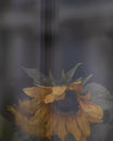 Sunflower behind the window glass with blurred dark background. Flowers on window sill. Showcase through cafe window. Low key Royalty Free Stock Photo