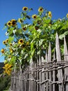 Sunflower behind a wood fence Royalty Free Stock Photo