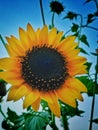 Sunflower best image yellow