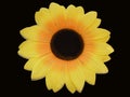 Sunflower on a black background