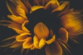 Sunflower on black background Royalty Free Stock Photo