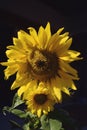 Sunflower on black background Royalty Free Stock Photo