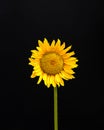 Sunflower on a black background. Summer and autumn minimal concept. Royalty Free Stock Photo