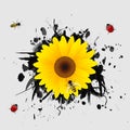 Sunflower on black background. Royalty Free Stock Photo