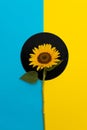 Sunflower on a black circle against a blue and Yellow background - sunflower on the Ukrainian flag