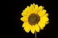 Sunflower on Black Royalty Free Stock Photo