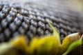 Sunflower with Black Seeds Close-Up. Selective focus Royalty Free Stock Photo