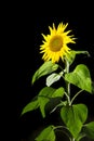 Sunflower on black three quarter Royalty Free Stock Photo