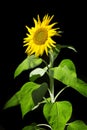 Sunflower on black background Royalty Free Stock Photo