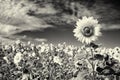 Sunflower in Black and White Royalty Free Stock Photo