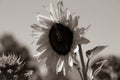 Sunflower in black and white on the field Royalty Free Stock Photo