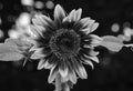 Sunflower black and white