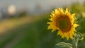 Sunflower Bliss: Serene Beauty Amidst the Golden Fields Royalty Free Stock Photo