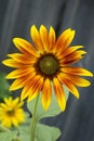 An open sunflower contains yellow and brown petals circling a disc of seeds. Royalty Free Stock Photo