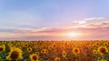 Sunflower bloom on a beautiful blue sky. Royalty Free Stock Photo