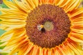 Sunflower bloom with a bee collecting pollen Royalty Free Stock Photo