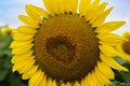 Sunflower bloom