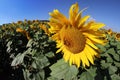 Sunflower bloom with honey bee