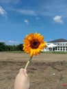 Sunflower bloom like a sun.